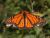 Flight Of The Monarch