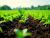 Global Agricultural Inoculants Market: Growth, Trends, and Future Outlook (2025-2034)