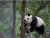 The panda who was stuck
