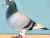 George The Pigeon