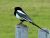 To a Magpie