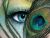 Peacock Eyes