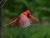 A Cardinal Outside My Window
