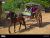"Horse and Buggy for two"