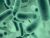 Medicilon Assists Longsee Biomedical's live bacteria preparation LF01 capsules approved for clinical