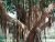 The Banyan Tree 