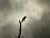 Lament
