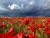 Upon The Poppy Field