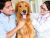 Reasons Why Pet Annual Health Exam is Important
