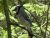 Blue Jay