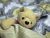 Teddy Bear Tragedy