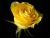 A single yellow rose