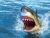 Danger in the sea 