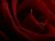 Roses are Red