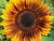 Sunflower Me