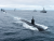 Undersea Warfare Systems Market Size, Unlocking Growth Potential and Share Projections for 2023-2030