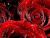 A Red Rose Tear