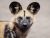 THE AFRICAN WILD DOG