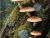 Mushrooms