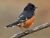 Spotted Towhee stole my heart 