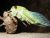 The Sound of Cicadas 