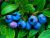 'AshuJaan & The Blueberry Fairy'