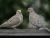 mourning doves