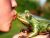 kissing frogs in lieu of common sense