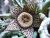the stapelia star