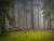 Shadows in the Glade (Rewrite)
