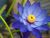 Blue Lotus 
