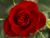 Red roses hurt the most - Chapter 4
