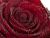 Petals of The Blood Rose Queen