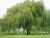 Weeping Willow Wise