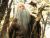 Radagast The Brown