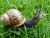 Snails of Secret Garden In Winter