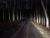 Midnight Darkened Road