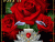                                                      Scarlet Rose