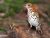 Barned Owls of the Rocky Mountains 