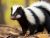 Skunk 