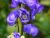 Monkshood Flower