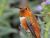 Autumn Rufous Hummingbird 